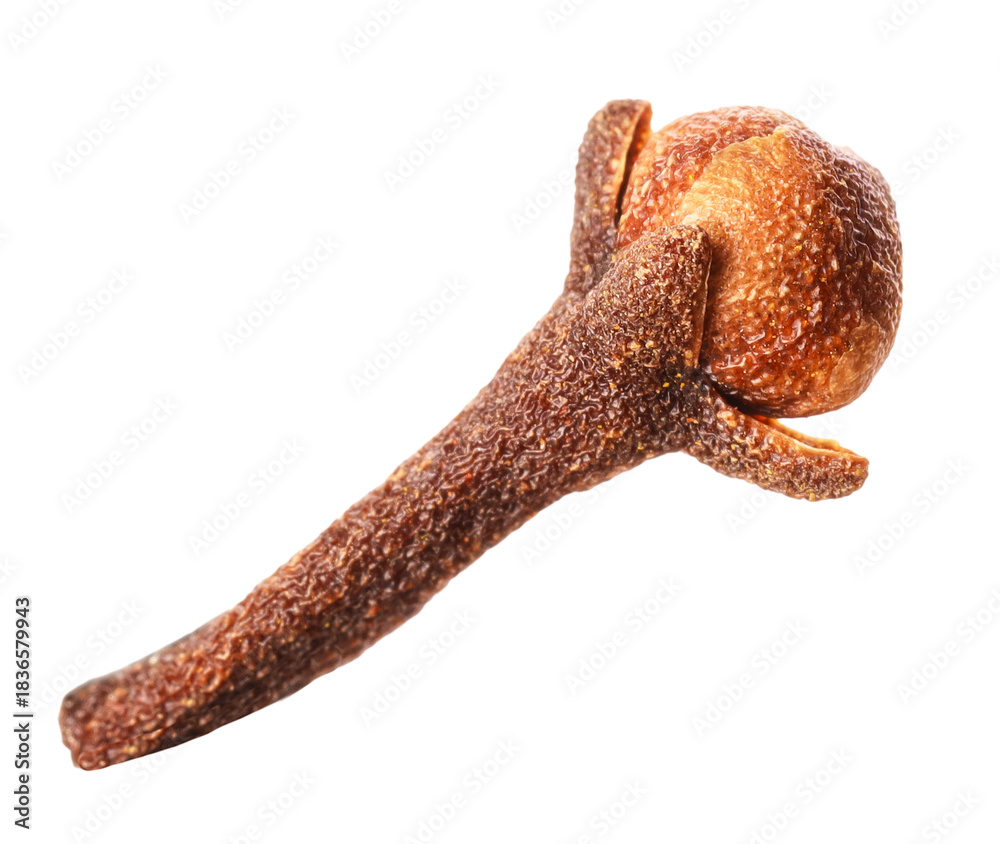 Fototapeta premium One aromatic clove bud on white background
