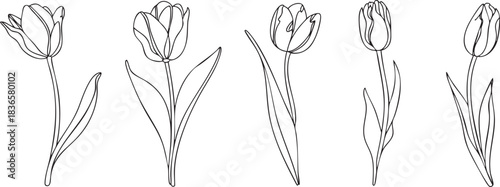 Elegant tulip flower illustration vector art springtime botanical design elements
