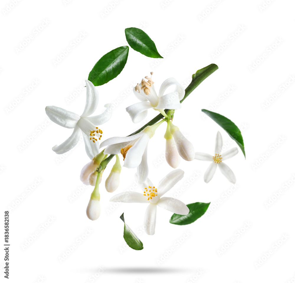 Naklejka premium Citrus plant flowers and green leaves falling on white background