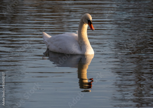 Ein Schwan spiegelt sich auf der Wasseroberfläche