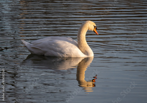 Ein Schwan spiegelt sich auf der Wasseroberfläche