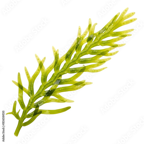 Fern frond isolated on transparent background