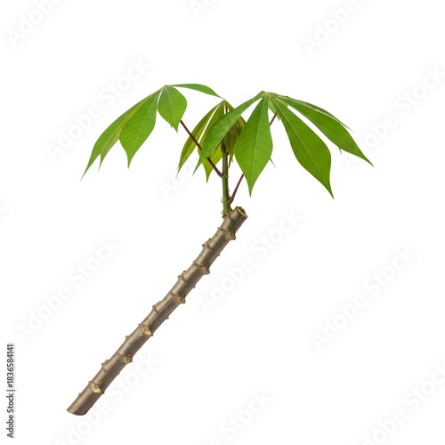 Cassava plant isolated on transparent background