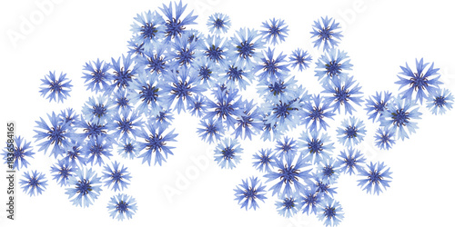 Arrangement of scattered blue cornflowers - Centaurea cyanus - blossoms creating delicate, airy floral design. Vector field flowers for decor or texture.