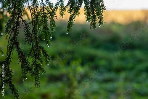 Dew on evergreen branches. Close-up of dew drops on spruce needles at sunrise, with soft green forest background.