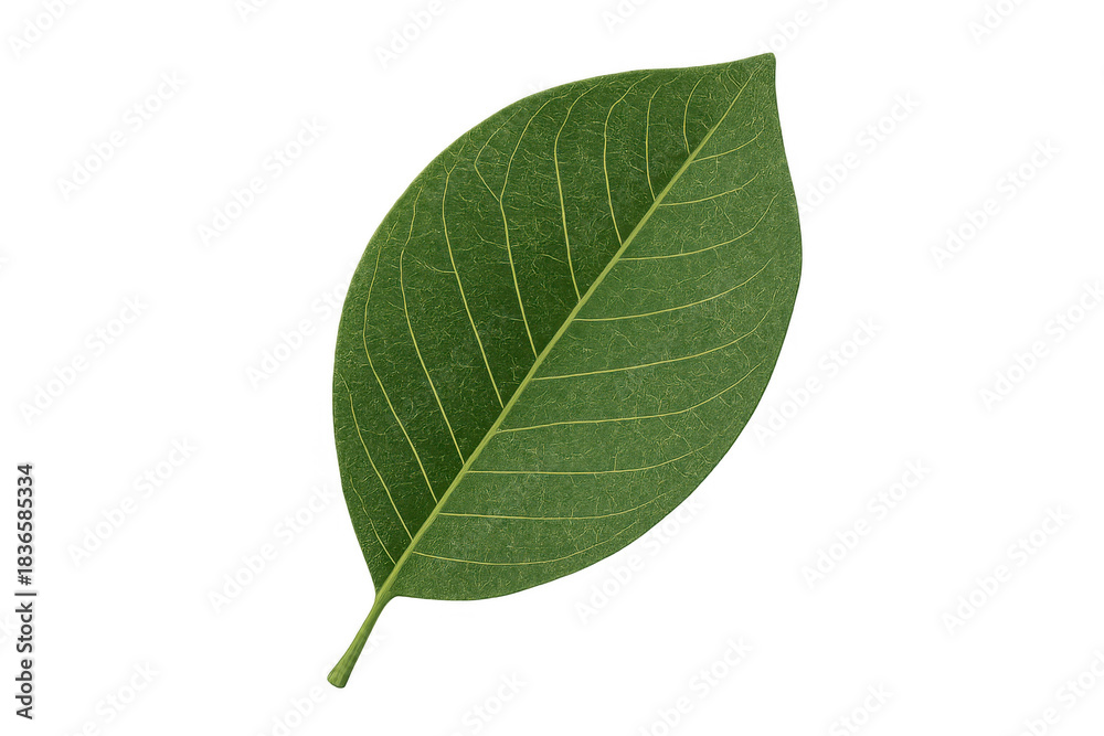 Obraz premium Green leaf showing fresh organic nature and botany concept, vibrant foliage on transparent background