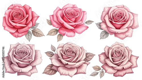 A collection of six watercolor illustrations of pink and red roses with delicate leaves and stems, depicted from various angles on a white background.