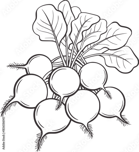 Bunch of radishes with green leaves line drawing root