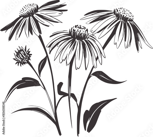 Three echinacea flowers and a bud in a sketchy style