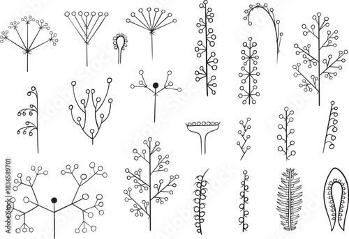 Vector isolated illustration of botanical set of inflorescences. Types of inflorescences for learning botany.
