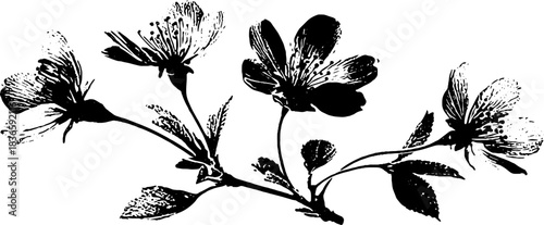 Black and white cherry blossom stencil illustration for nature decor