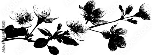 Black and white stencil illustration of cherry blossom branches for nature-themed designs