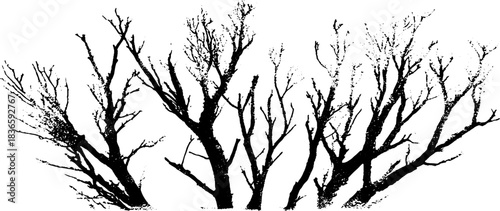 Black and white stencil design of dried woodland stems for nature and art projects