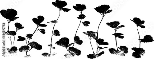 Black and white stencil illustration of drifting aquatic plants for artistic design