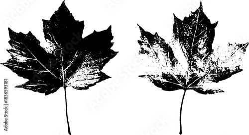 Black and white stencil art of fallen leaves for autumn design