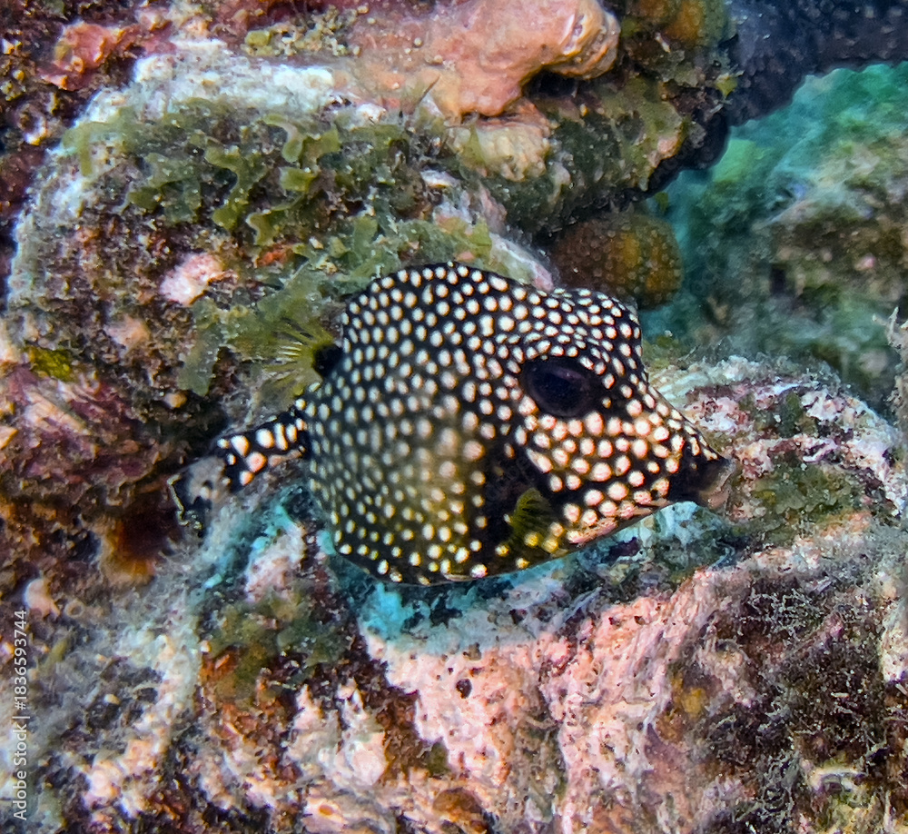 Fototapeta premium Lactophrys triqueter the smooth trunkfish,