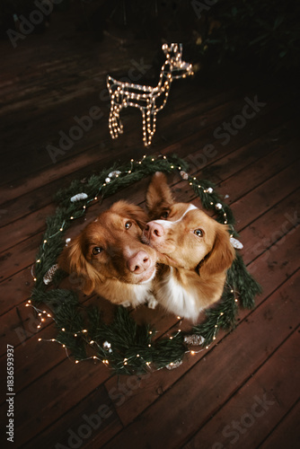 Happy New Year, and Merry Christmas. Two nova scotia duck tolling retriever dogs kissing. View from above