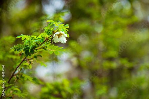 Rosa sericea 'Pteracantha', wild rose with white blossoms also known as silky rose found in Himalayas.