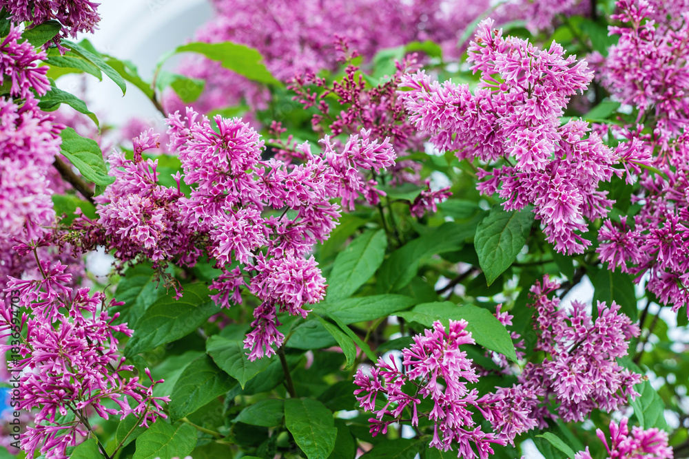 Fototapeta premium Lilac flowers in the garden.