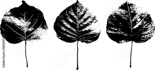 Black and white stencil illustrations of three large curled dried leaves for nature themed designs