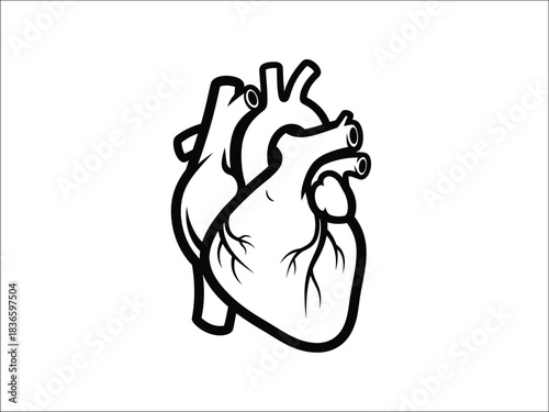 Black and white line art drawing of a human heart isolated on