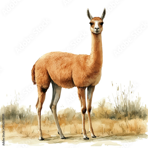 Alpaca, watercolor vector portraying a joyful pose with colorful highlights, isolated on a white background.