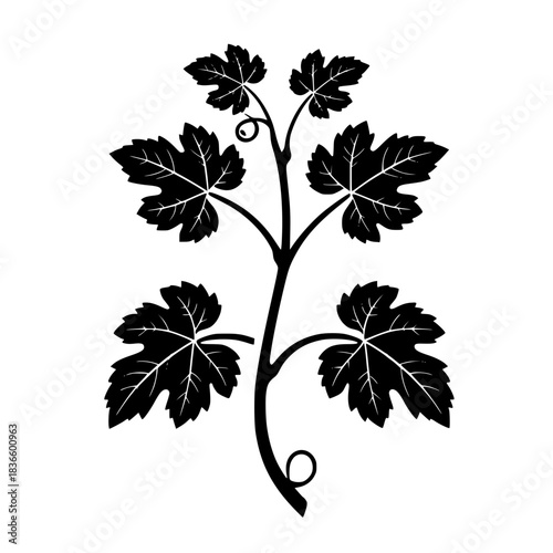 Grape vine silhouette with leaves in black and white design  