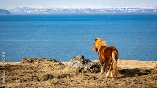 Fotografie Icelandic horse
