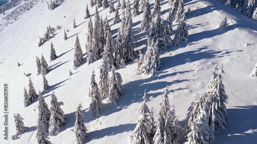 Aerial orbit shot over snowy conifer trees casting long shadows on bright white winter mountain slope