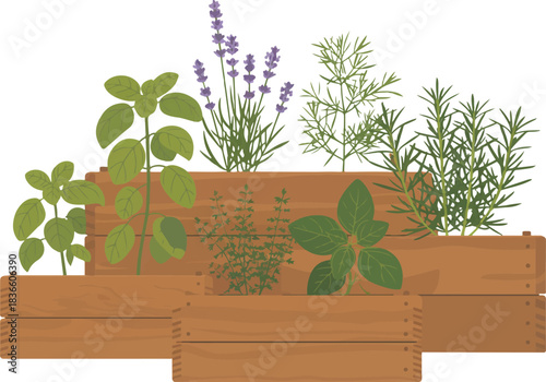 Herb Garden in Wooden Boxes Vector Illustration of Aromatic Culinary Plants for Cooking and Home Decoration with Natural Style