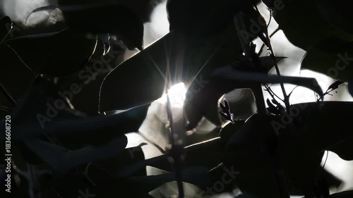 Green leaves moving gently in sunlight.