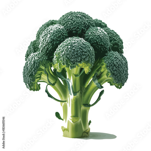 Fresh green broccoli crown isolated on white background