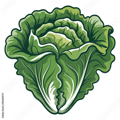 Vibrant green cabbage head with detailed leaf texture