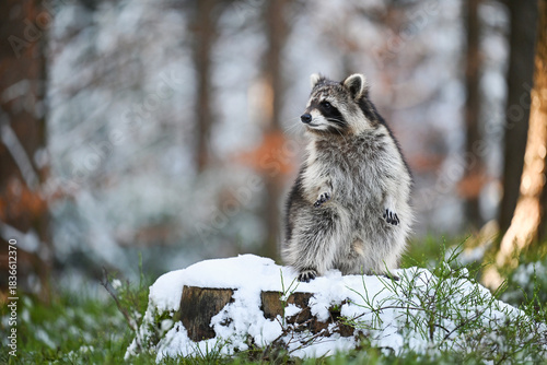 The raccoon is standing on a tree stump in a snowy clearing, looking around.