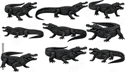 Alligator and crocodile illustration set showing detailed reptile poses, wildlife predator animal collection, vintage engraving style isolated background