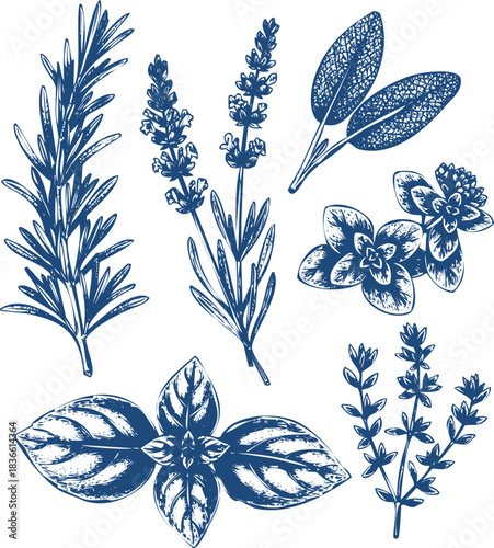 Assortment of Culinary Herbs in Blue Ink Sketch Style rosemary lavender