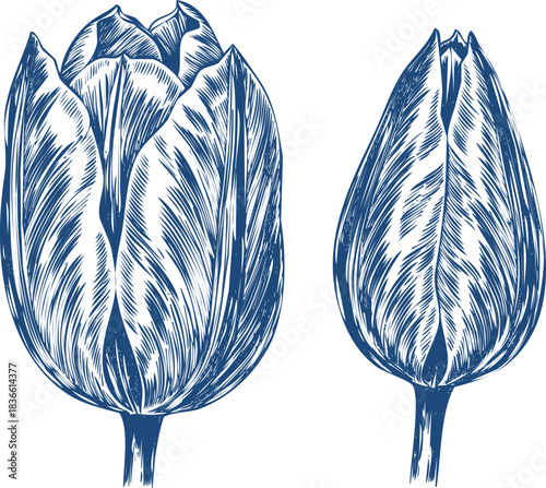 Blue Tulip Flower Buds in Sketch Style on White Background drawing