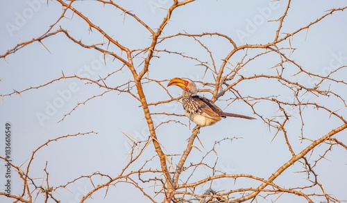 Yellow-billed hornbill (Tockus leucomelas), an African hornbill species belonging to the hornworm species. This photo was taken in Imfolozi National Park, South Africa.