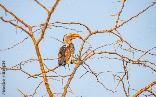 Yellow-billed hornbill (Tockus leucomelas), an African hornbill species belonging to the hornworm species. This photo was taken in Imfolozi National Park, South Africa.