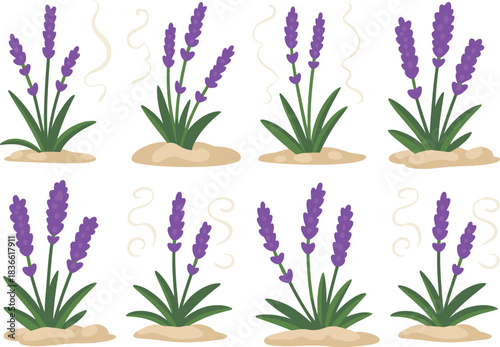 Lavender plant illustrations set with purple flowers, aromatic herbs, garden botanical elements, natural floral design, vector collection for decoration and branding