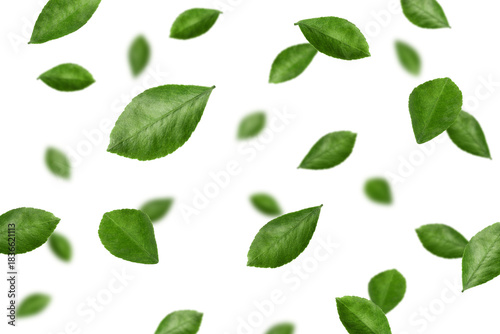 Falling Citrus leaf, lemon, orange, grapefruit, lime, isolated, selective focus