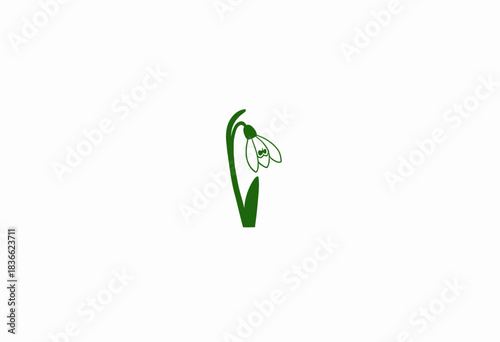 Single Snowdrop Blooming Elegantly with Delicate Petals Amidst Verdant Leaves Against a Serene White Background Reflecting Minimalist Botanical Beauty