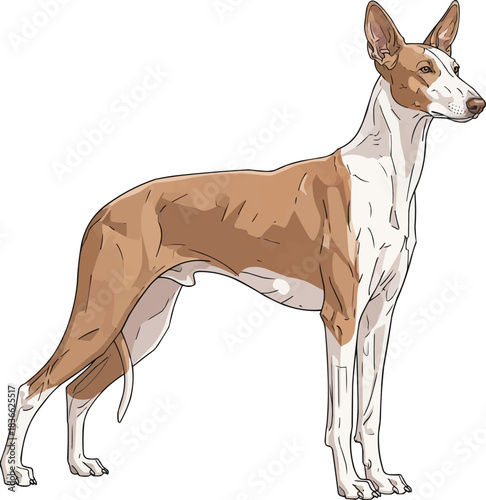 Ibizan Hound dog standing side profile view pose 