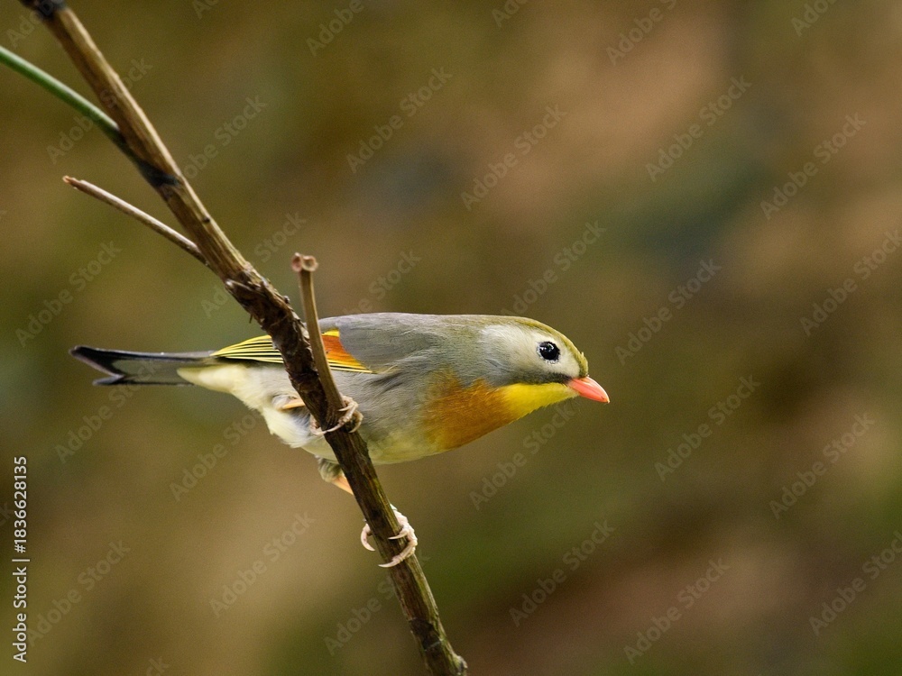 Obraz premium Red-billed leiothrix