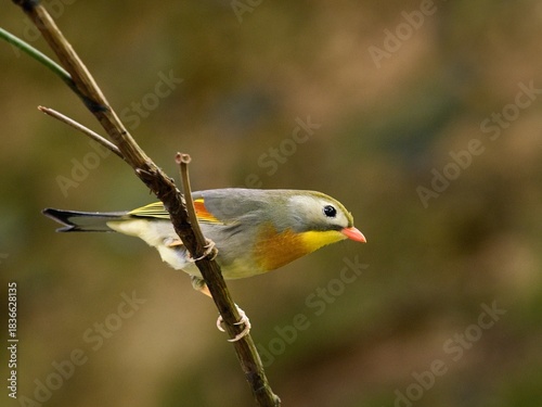 Red-billed leiothrix