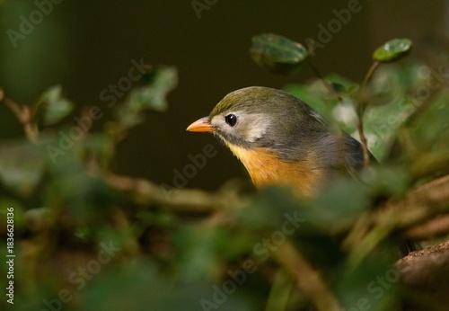 Red-billed leiothrix