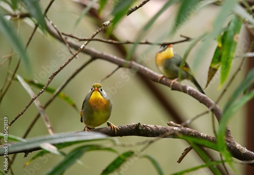 Red-billed leiothrix