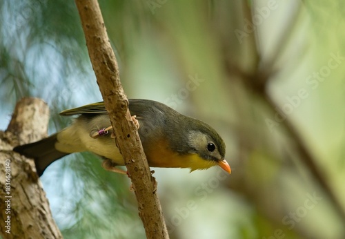 Red-billed leiothrix