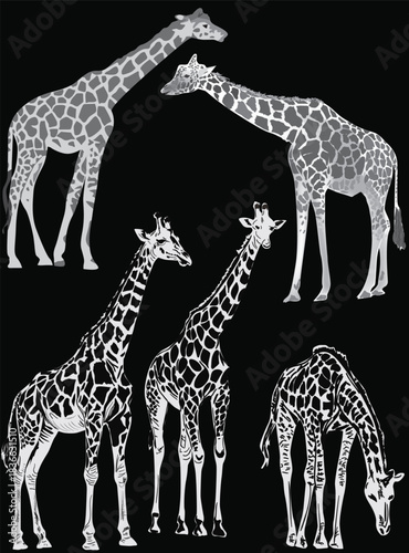five giraffes collection isolated on black