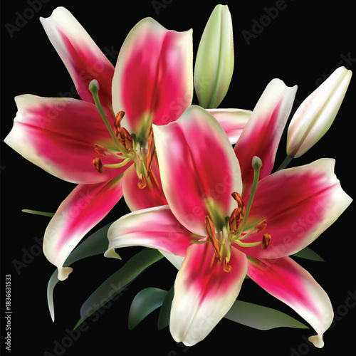 two blooms isolated on black lily red and white flower